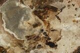 Polished Petrified Wood (Araucaria) Round - Madagascar #361489-1
